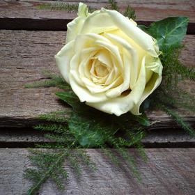 fwthumb12 ivory rose buttonhole 5.95.jpg